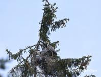 images/Oiseaux/oiseaux-(16) copie.jpg